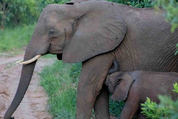Sian Simba River Lodge - Elephant